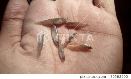 small fish on a fisherman hand for cooking small fish on a fisherman hand for cooking 80568900