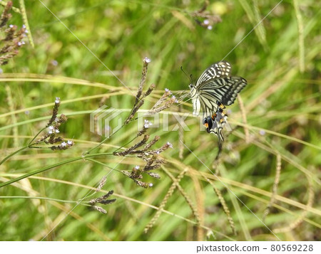一隻蝴蝶依the在新鮮的綠色中 80569228