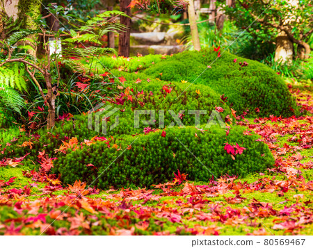 Kyoto in the fall 80569467