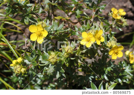 Shrubby alpine plant 80569875