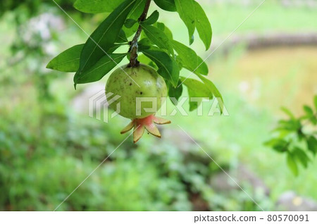 Pomegranate fruit blue fruit landscape growing by the pond while walking 80570091
