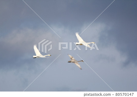 天上飛的天鵝家族（成鳥、幼鳥） 80570147