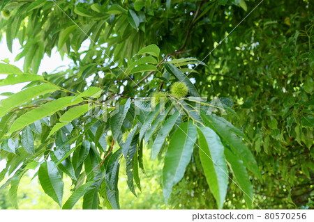 Igaguri chestnut 80570256