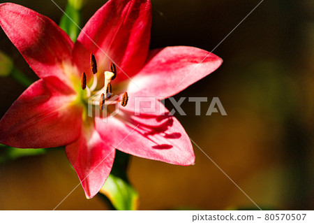 Lily flowers that bloom colorfully and gracefully Lily flowers that bloom colorfully and gracefully 80570507