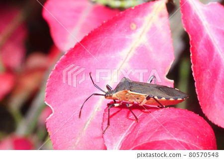 棲息在衛矛葉子上的裂口魚花梗 80570548