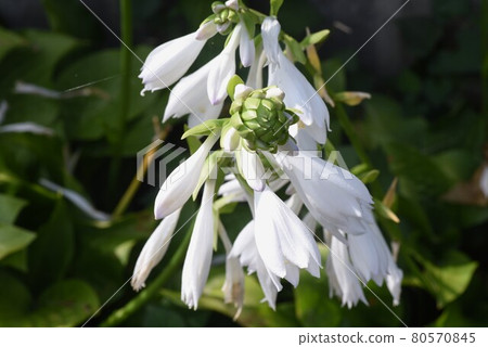 玉簪花 玉簪花 80570845