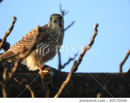 捕捉老鼠的猛禽 80570846