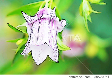 Pastel style "double blooming campanula" illustration image 80570931