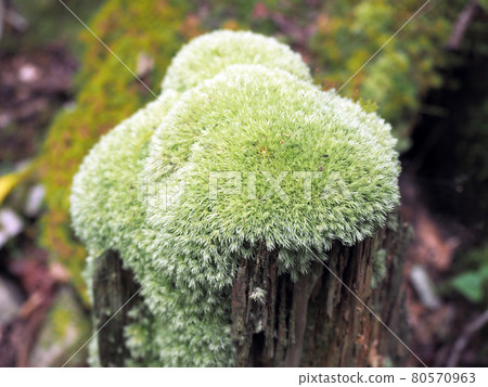 與樹木的綠色苔蘚 與樹木的綠色苔蘚 80570963