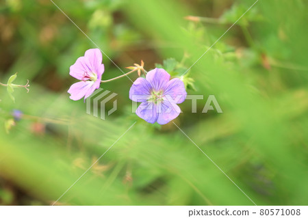 薔薇花 80571008