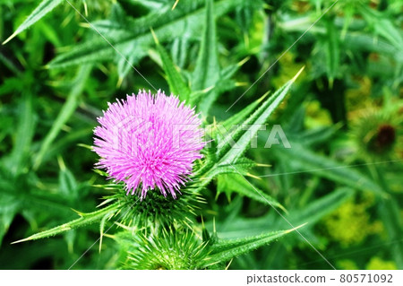 The petals of Spear Thistle are beautiful 80571092
