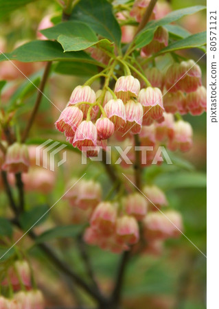 Nagi-san的Enkianthus perulatus等。 Nagi-san的Enkianthus perulatus等。 80571121