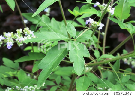 Leaves of the narrow-leaved Taiwan ginseng tree 80571348