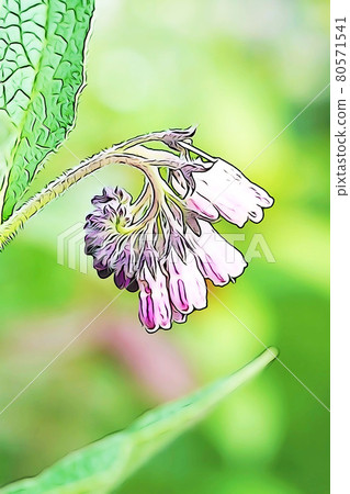 柔和的“紫草”插圖圖像 80571541