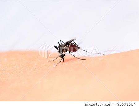 Aedes albopictus mosquito sucking blood 80571594