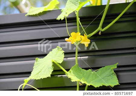 Botanical flowers 80571697