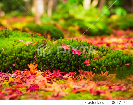Fall foliage Giouji 80571703