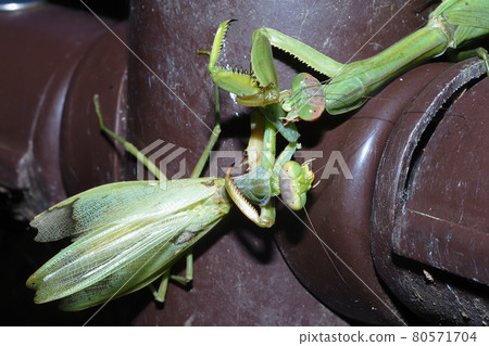 Mantis attacking Hierodula patellifera 80571704