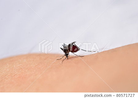Aedes albopictus, a mosquito whose abdomen is swollen with blood 80571727