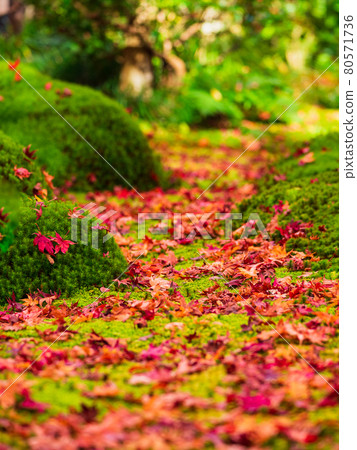 Fall foliage Giouji vertical composition 80571736