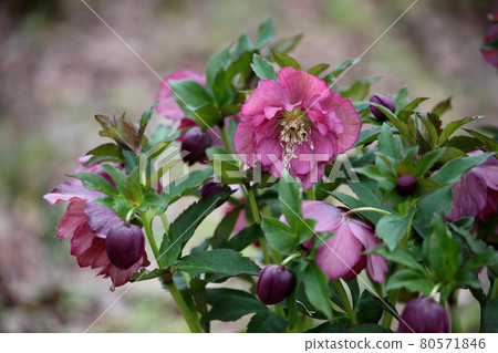 Christmas rose 80571846