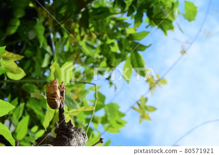 The sky of the blue sky and the cicada 80571921