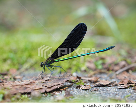 Hagorotorbo Hagorotorbo 80571923