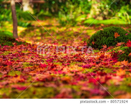 Fall foliage Giouji 80571924