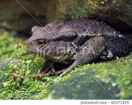 Toad sitting in the rock 80571929