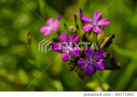 Hama Nadeshiko / 不二 Nadeshiko / Bena Nadeshiko Hama Nadeshiko / 不二 Nadeshiko / Bena Nadeshiko 80571962