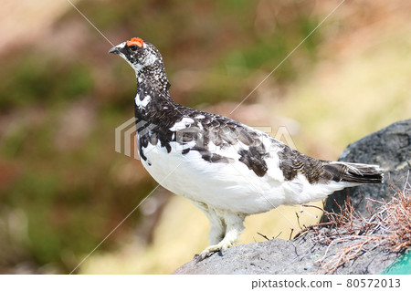 Thunder bird 80572013