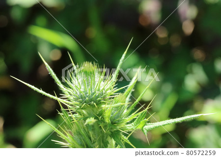 The thorns are splendid! Spear Thistle Buds The thorns are splendid! Spear Thistle Buds 80572259