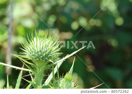 The thorns are splendid! Spear Thistle Buds The thorns are splendid! Spear Thistle Buds 80572262