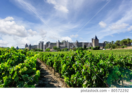 Row vine grape in champagne vineyards at Carcassonne background 80572292