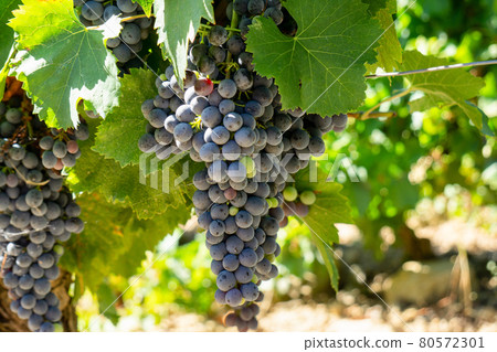 Close up vine grape in champagne vineyards at montagne de reims 80572301