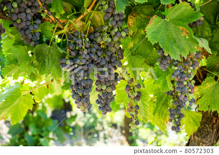 Close up vine grape in champagne vineyards at montagne de reims Close up vine grape in champagne vineyards at montagne de reims 80572303