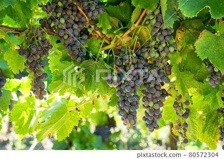 Close up vine grape in champagne vineyards at montagne de reims Close up vine grape in champagne vineyards at montagne de reims 80572304