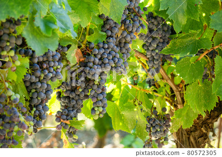 Close up vine grape in champagne vineyards at montagne de reims Close up vine grape in champagne vineyards at montagne de reims 80572305