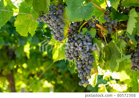 Close up vine grape in champagne vineyards at montagne de reims Close up vine grape in champagne vineyards at montagne de reims 80572308