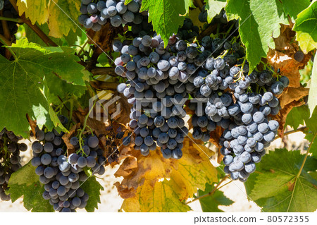 Close up vine grape in champagne vineyards at montagne de reims Close up vine grape in champagne vineyards at montagne de reims 80572355