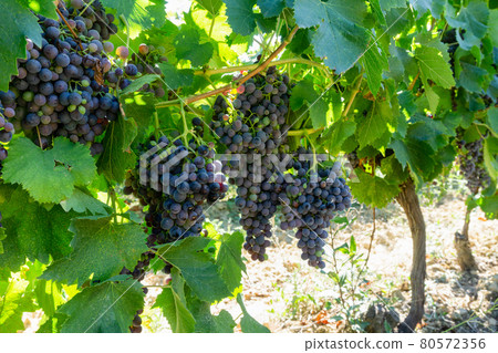 Close up vine grape in champagne vineyards at montagne de reims Close up vine grape in champagne vineyards at montagne de reims 80572356