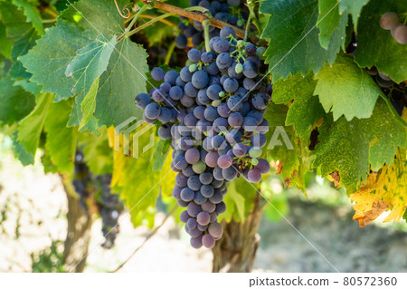 Close up vine grape in champagne vineyards at montagne de reims 80572360