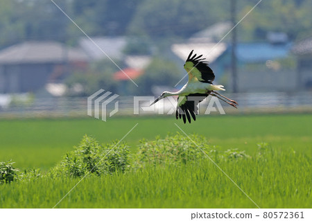 Stork swan bird Stork swan bird 80572361