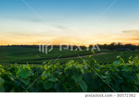 Row vine grape in champagne vineyards at montagne de reims 80572362