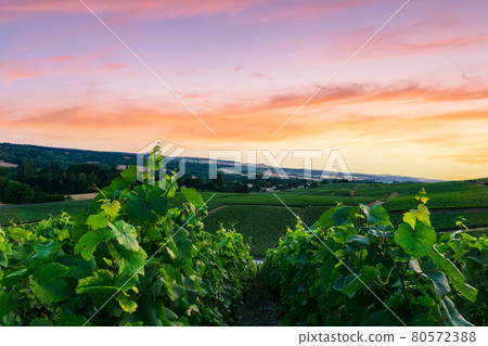 Row vine grape in champagne vineyards at montagne de reims Row vine grape in champagne vineyards at montagne de reims 80572388