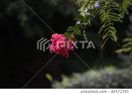 Flower of crape mybs 80572391