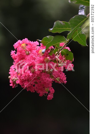 Flower of crape mybs Flower of crape mybs 80572392