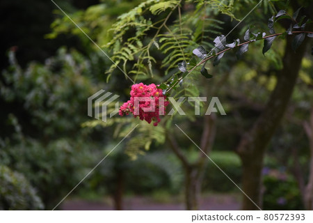 Flower of crape mybs Flower of crape mybs 80572393