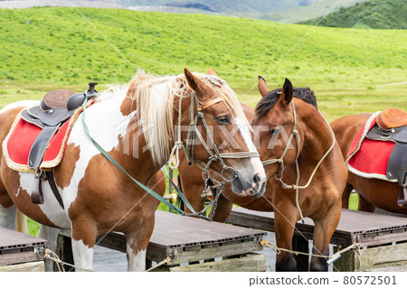 熊本縣阿蘇山騎馬 80572501