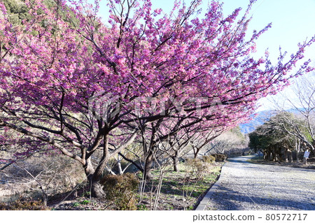 Dohi Sakura Dohi Sakura 80572717